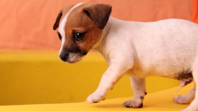 糸井重里さんの新たな愛犬・ブイコちゃん〜ブイヨンお姉さんになる